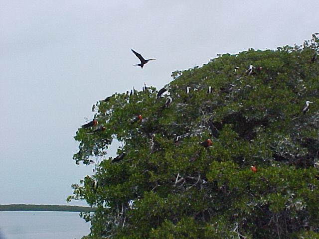 72_magnificent_frigate_birds